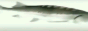 GIF OF A ROTATING FISH
