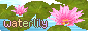 Waterlily