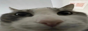 bignutty