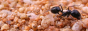 myrmeform