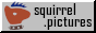 squirrel.pictures