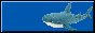 https://ikea.com/us/en/p/blahaj-soft-toy-shark-90373590